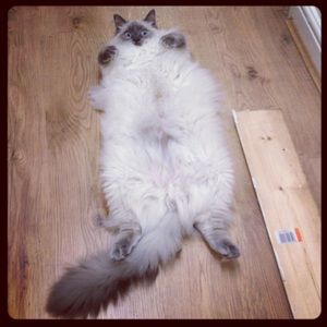 Meet your Posher, Myette